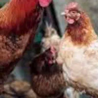 ده عداد مرغ خروس