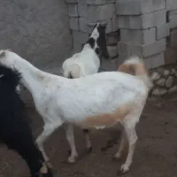 بزگلابی حامله با پازن گلابی پازن گرم