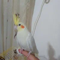 عروس هلندی|پرنده|کلاله, |دیوار