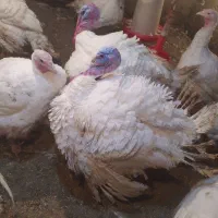 بوقلمون گوشتی