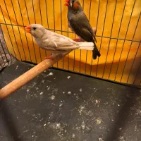 فنچ|پرنده|بندرعباس, |دیوار