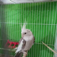 عروس هلندی|پرنده|شیروان (خراسان), |دیوار