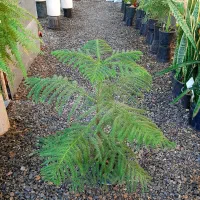 فیکوس ابلق|گل و گیاه طبیعی|گلپایگان, |دیوار