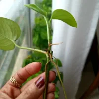 پتوس ریشه دار شده