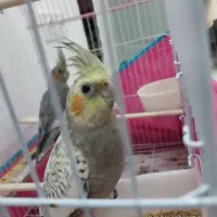 عروس هلندی جفت مولد