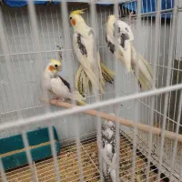 عروس هلندی مولد ونرجدا و جوجه