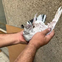 ۷تا کفتر درجه یک برای بلندی