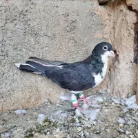 شیرازی وشهرستانی و تهرانی|پرنده|خاوران, |دیوار