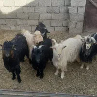 فروش بزغاله نر چاق