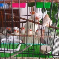 فنچ انگلیسی و ایزابل و بلک برست|پرنده|تهران, ولنجک|دیوار