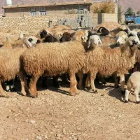 فروش 36گله میش داشتی ابستن و بره دار بختیاری|حیوانات مزرعه|کازرون, |دیوار