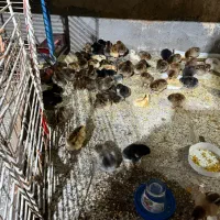 جوجه مرغ گلپایگانی
