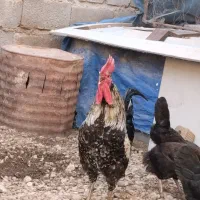 خروس محلی اصیل