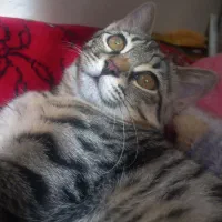 واگذاری گربه رایگان و وسایل