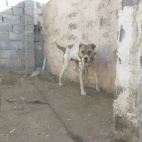 سگ نگهبان گوسفندی