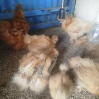 مرغ ابریشمی