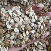 تخمه دیمه  خام هندوانه امسالی