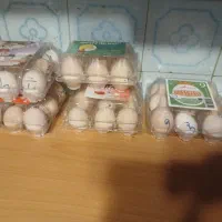 تخم ویاندوت برهما گلین سیبرات اردک نقره ای