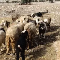 شیشک و میش بره دار و آبستن گلون|حیوانات مزرعه|جره و بالاده, |دیوار