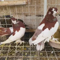 یک جفت کبوتر یو ولگا|پرنده|ری, ولی آباد|دیوار