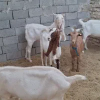 تعداد ۷ بز گلابی ۶ بز و یه تکه .و چند بزغاله گلابی