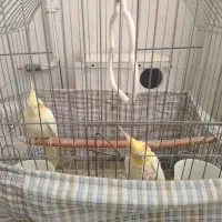 جفت عروس هلندی مولد