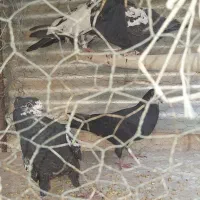کبوتر جوجه|پرنده|اصفهان, عاشق‌آباد|دیوار