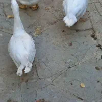 اردک اسراییلی سفید|حیوانات مزرعه|هشتگرد, تهران دشت|دیوار