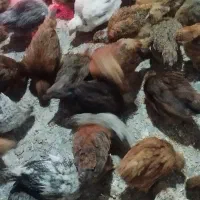 جوجه 45روزه گلپایگان