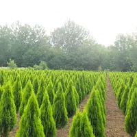 سرو کامیس نوکدار (عمده)|گل و گیاه طبیعی|رضوانشهر, |دیوار