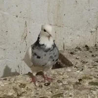 طوقی ماده .|پرنده|داران, |دیوار