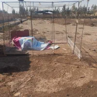 تله تور کبوتر با یه جفت کبوتر به فروش میرسد|پرنده|تهران, مسعودیه|دیوار