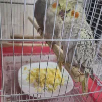 جوجه عروس هلندی نرمی خور|پرنده|مبارکه, |دیوار