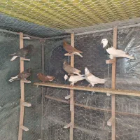 کبوتر رنگی . دمسفید  و  طوقی|پرنده|شاهین‌شهر, شهرک میلاد|دیوار