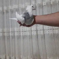 کبوتر|پرنده|کرمانشاه, |دیوار