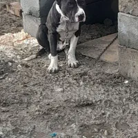 واگذاری سگ|سگ|نوشین شهر, |دیوار