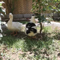 اردک تخم گذر دو عدد