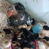 جوجه وسبرایت