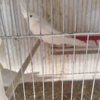 عروس جفت|پرنده|سیرجان, |دیوار