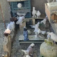 کبوتر راعب پاپر تزئینی