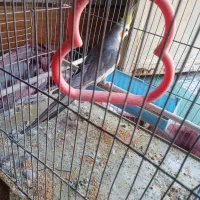 یک عدد عروس پاریس نره برای فروشی|پرنده|کارون, |دیوار