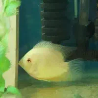 ماهی گوشت‌خوار