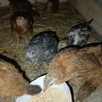 جوجه