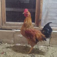 خروس عربی معاوضه با مرغ تخم گذار