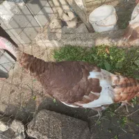 فروش چهار عدد بوقلمون بوربون|حیوانات مزرعه|رامسر, |دیوار