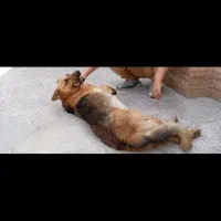 سگ ژرمن ورک لاین ماده