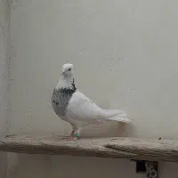 کبوتر طوقی|پرنده|خمینی‌شهر, |دیوار