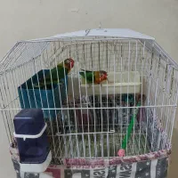 جفت برزیلی مولد