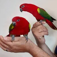 معاوضه و خریدار انواع پرندگان زینتی|پرنده|تهران, الهیه|دیوار