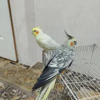 عروس هلندی نر ماده فروشی|پرنده|اشتهارد, |دیوار